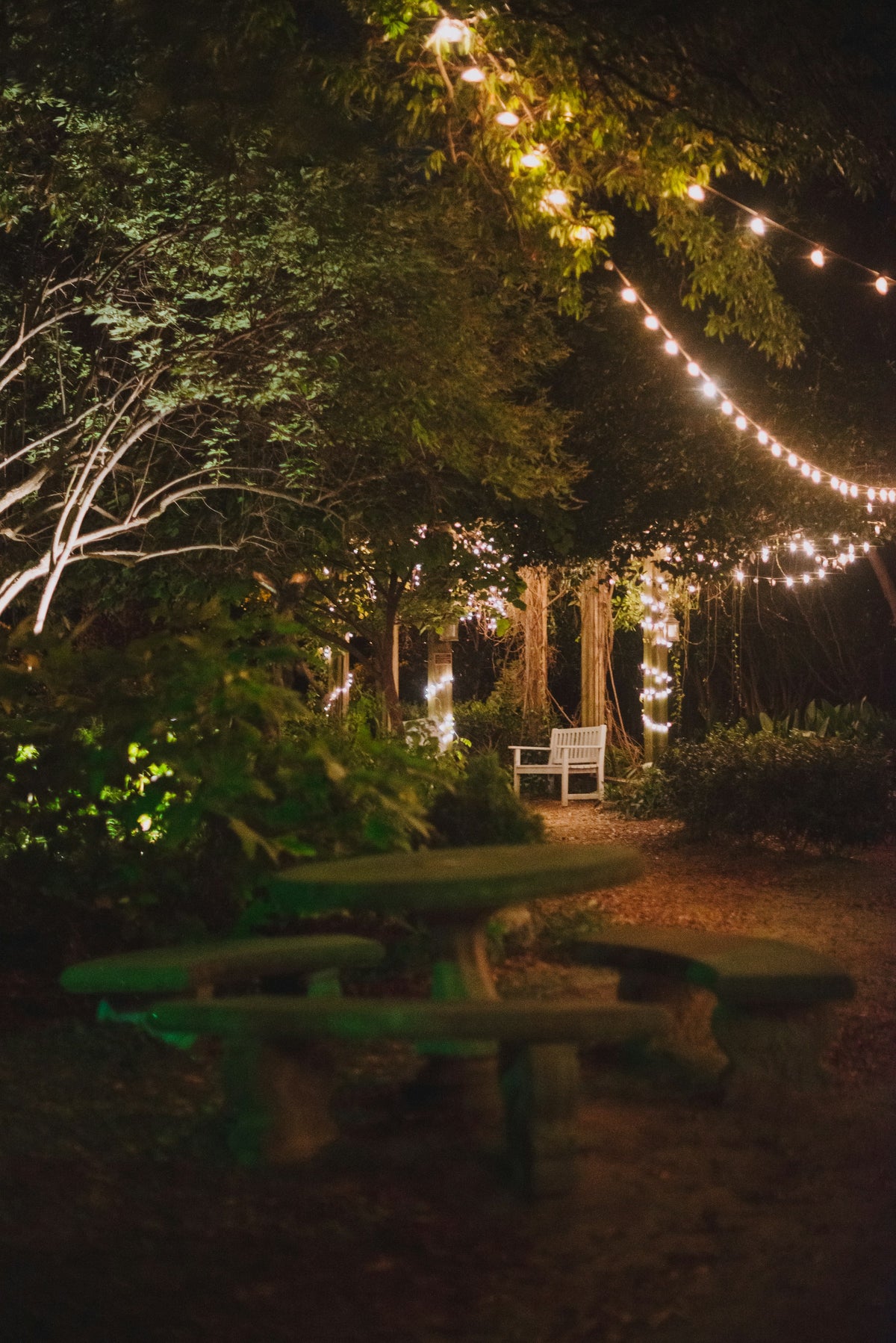 Garden bench among trees in the evening